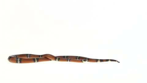 Sinaloan milk snake, Lampropeltis triangulum sinaloae, in front of white background