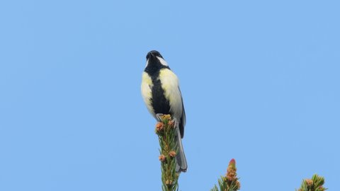 Great tit sitting on top of a spruce and singing, blue sky on a morning in springtime (Vienna, Austria)