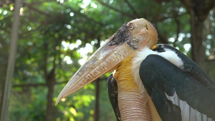 Adult black and white bird with a large beak is showing positive expression outdoors in a large enclosure, during the day. Side view close up of a bird face.