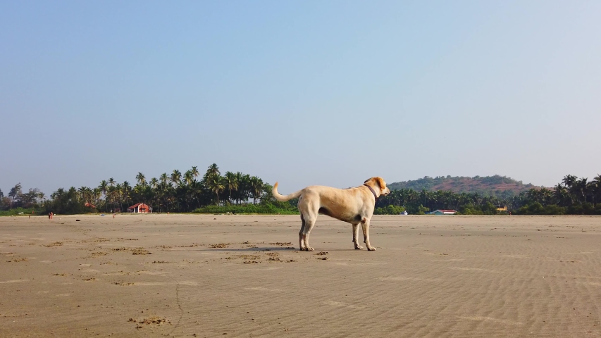 Dog Lying Down at Beach.