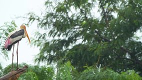 heron pelican bird on tree in rain rainy day wet rain drops video in forest green habitat