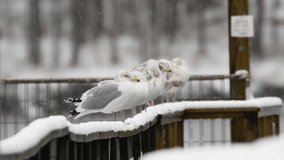 Seagulls lined up on a wooden railing while it is snowing. Slow motion. Clip A