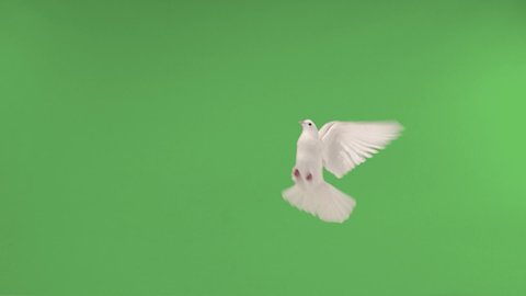 Flying pigeon in an isolated green screen. slow motion 