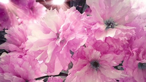Beautiful flowers pink blossom bokeh lights