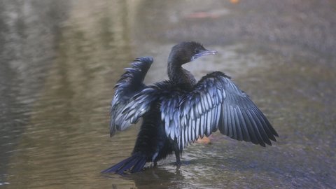 Cormorant bird preening it's feathers and warming up 