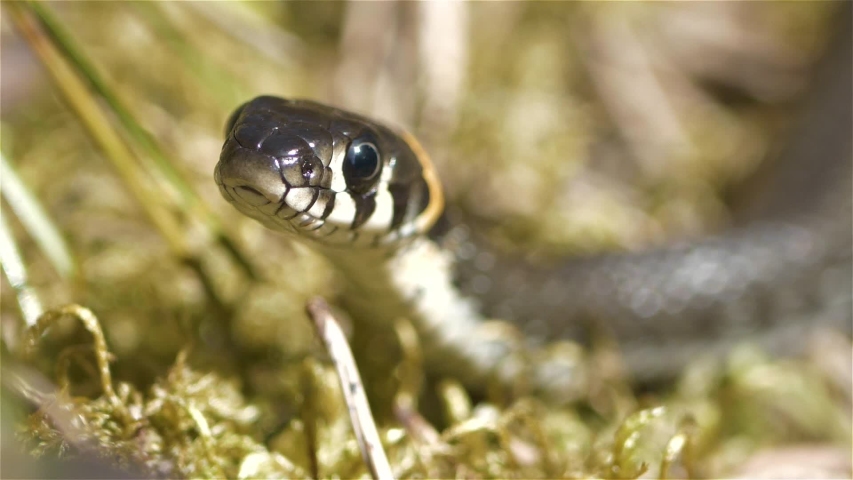 Grass snake lies on the moss and shows a lie