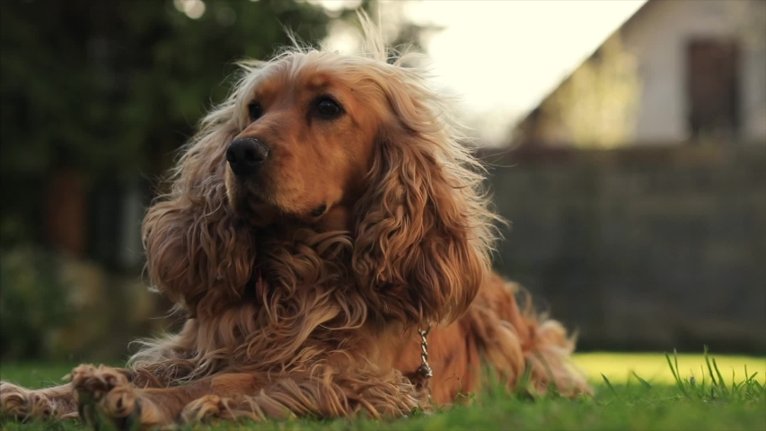 obedient dog lying in the garden. cocker spaniel on green grass at summer Royalty-Free Stock Footage #1050956071