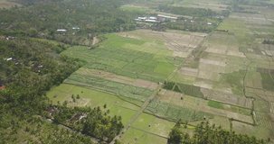 Aerial view of agricultural rice fields in Bali, Indonesia