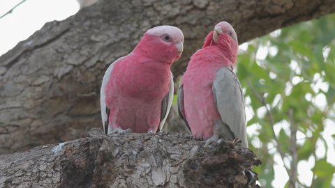 Galah couple sitting in the tree and preen their feathers, Perth, Western Australia, Australia