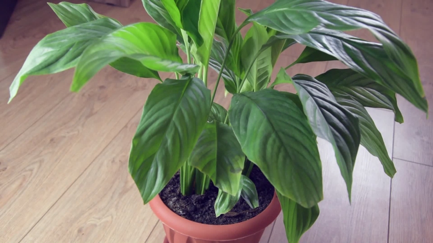 Indoor flower female happiness in a brown pot stands on a wooden floor and sprays a plant from the pulivizer.