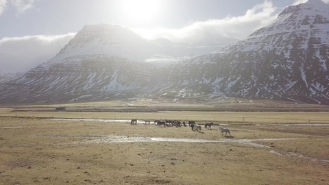 Icelandic horses. The Icelandic horse is a breed of horse developed in Iceland. Although the horses are small, at times pony-sized, most registries for the Icelandic refer to it as a horse. 