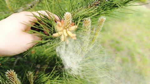 precipitation of pollen from pine cones lodgepole pine pinus contorta sylvestris