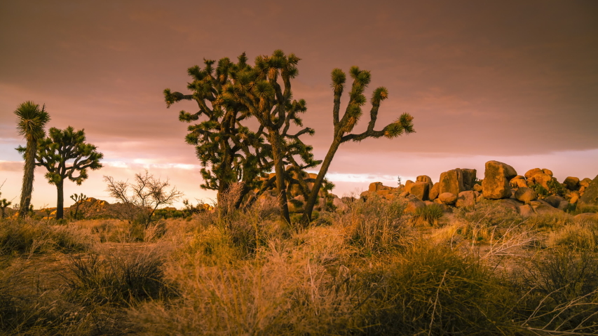 A group of Joshua Trees under dramatic sky at sunset. High quality footage