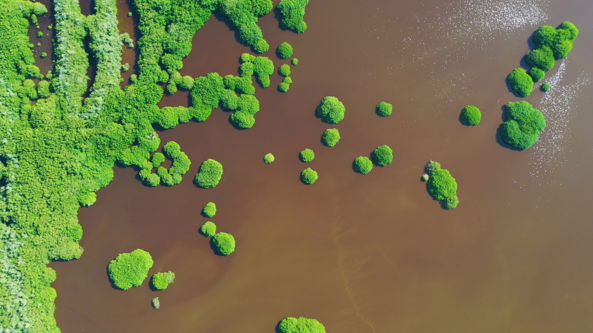 Aerial view of mangrove forest in La Tovara National Park, a Ramsar Site and Wetlands of International Importance Site of Matanchen Bay in Nayarit state of Mexico