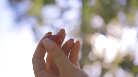 Female hand with long fingers and tanned skin holding red juicy cherry in sun glare. Graceful hand of a woman with manicured nails gently touches a berry in summer garden on clear blue sky background.