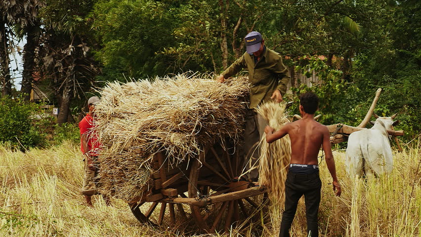 Close Up Of Farmers Loading Stock Footage Video (100% Royalty-free 