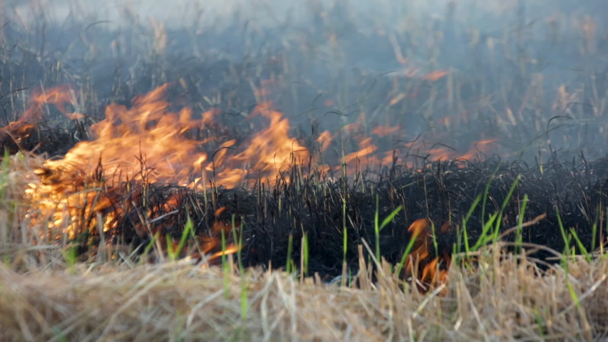 Burning Rice Straw Fields Stock Footage Video (100% Royalty-free ...