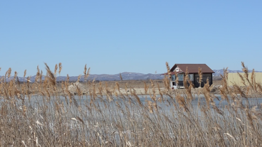 The wind stirs the grass. Landscape of the countryside a lone dry grass in the background a house