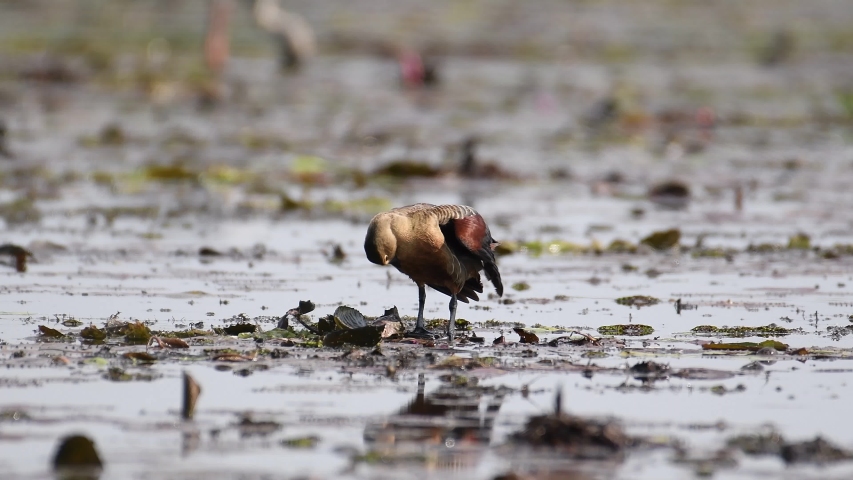 Beautiful birds in the nature of Thailand