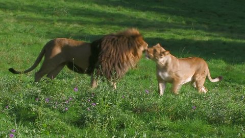 lion and lioness are playful and then walk away side by side