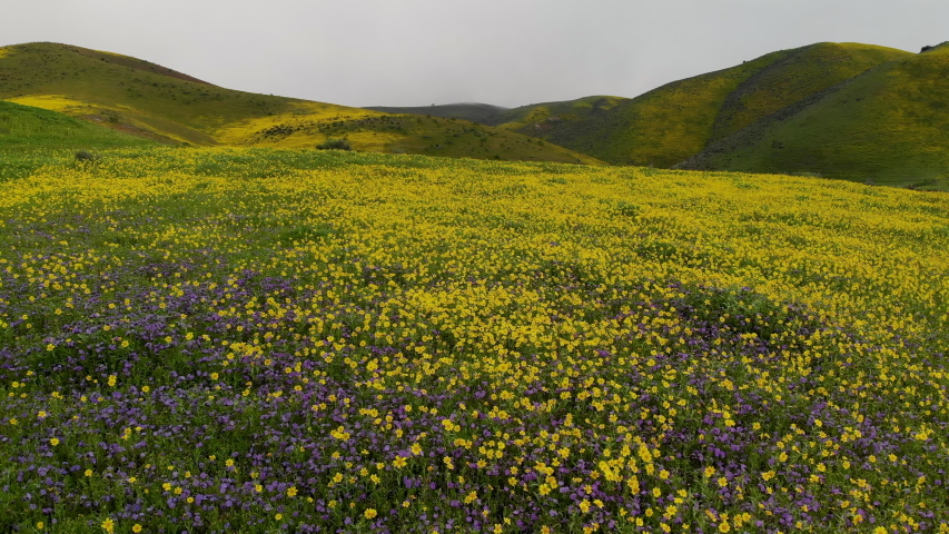 Aerial flyover of massive field of wildflowers during super bloom in Central California Royalty-Free Stock Footage #1050989035