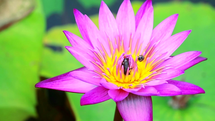 bees find sweet on pollen of light pink lotus flower blooming in the pond