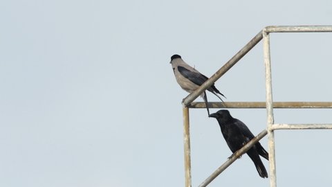Two Carrion Crows sitting on top of a roof, different morphs