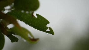 video of water drop on green leaf on bokeh background