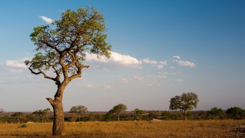 Late afternoon Marula tree in African landscape with golden grasslands, timelapse with scattered cumulous clouds in blue sky, shadows moving as night falls to abstract silhouette scene, South Africa.