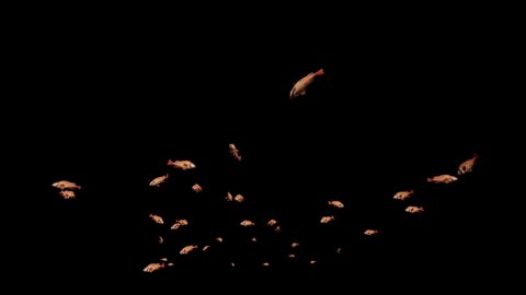 Redfish school of fish, against black