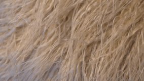Soft Fluffy Detailed Structure Of Beige Llama Fur. Textile Industry. Abstract Background Of Fur Fabric.