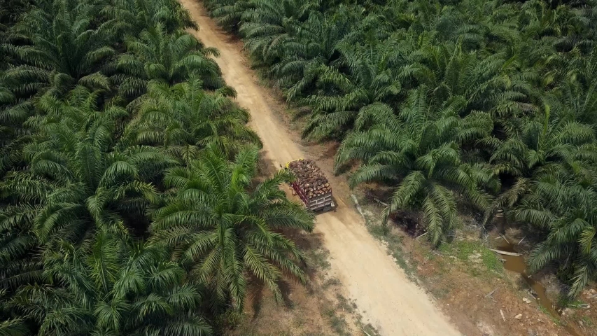 a truck runs full loaded between oil palm forests on a palm oil plantation in Kalimantan forest Royalty-Free Stock Footage #1051004011