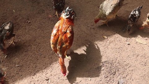 A red cock and some chickens eating rice in a wooden fence in a chicken farm in Cambodia
