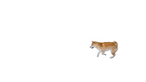 Shiba Inu running after the ball on white background.