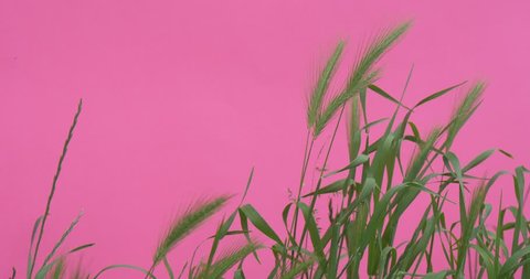OPOLE/POLAND - JUN 08 2015: Wheat Green Leaves And Stalks Chroma Key Wavering Flowers, Peonies And Milfoils,Green Leaves And Stalks, Wavering on the Wind, bright green background, Chromakey Chroma