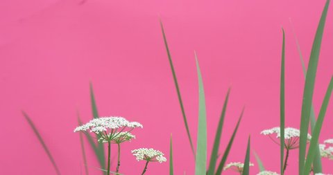 OPOLE/POLAND - JUN 08 2015: Green Leaves And Stalks Chroma Key Wavering Flowers, Peonies And Milfoils,Green Leaves And Stalks, Wavering on the Wind, bright green background, Chromakey Chroma Key