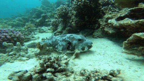 Blowfish swimming at the reefs of Safaga