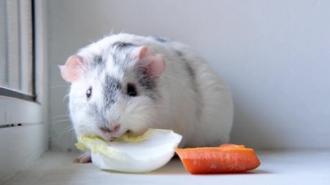4k Grey white guinea pig chewing green salad leaf and carrot at home - animals food and domestic pets concept.