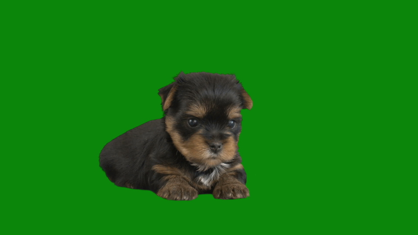 Cute Yorkshire Terrier puppy on a green screen | Shutterstock HD Video #1051022029