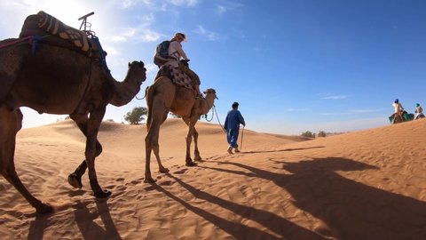 Zagora, Morocco - 12.26.2019: Camel caravan walking through the Sahara Desert