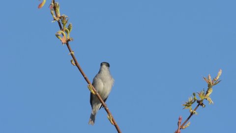 Eurasian Blackcap sitting and singing on a tree, blue sky, sunny day in spring (Vienna, Austria)