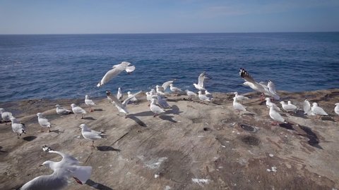 Slow-motion video. Many seagulls fly away against the ocean.