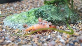 Time-lapse video of shellfish eating dead shrimp