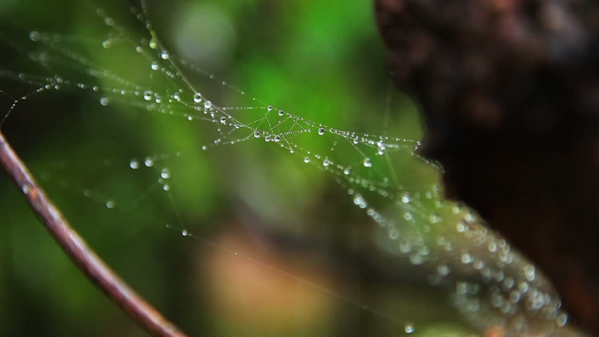 A close up of the spider-web with drops of dew  