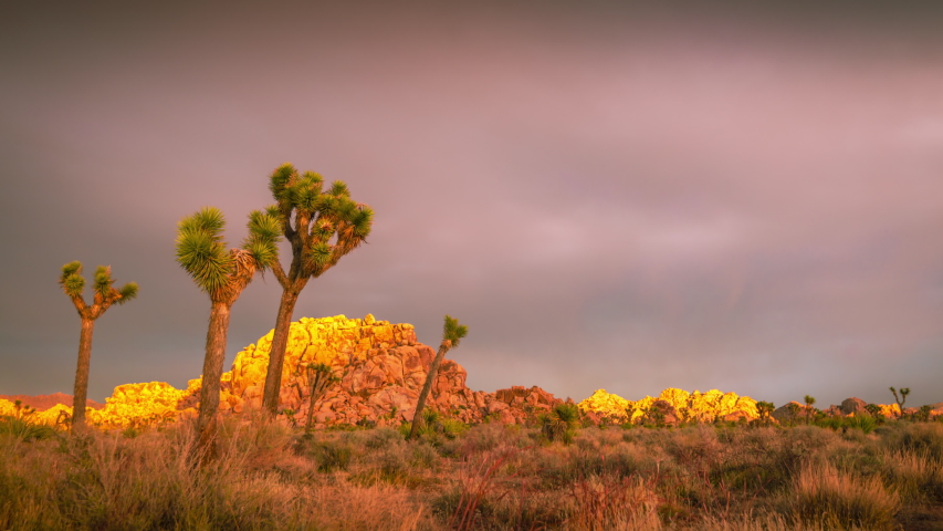 Warm Sunset Scenery Of Thick Clouds Over The Lush Joshua Trees In California, USA - Timelapse