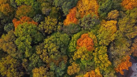 Top down autumn wood. Nature background. Aerial top view of autumn forest with colorful trees. Autumn forest aerial drone top view. Trees with bright yellow foliage. Deciduous forest in the fall.