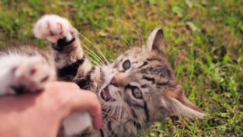 Owner Plays Young Angry Kitten Stock Footage Video (100% Royalty-free
