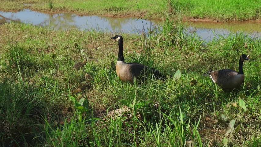 Canadian geese parents watching their fuzzy goslings eating some vegetation on the shore making sure they stay together on a bright sunny day in springtime