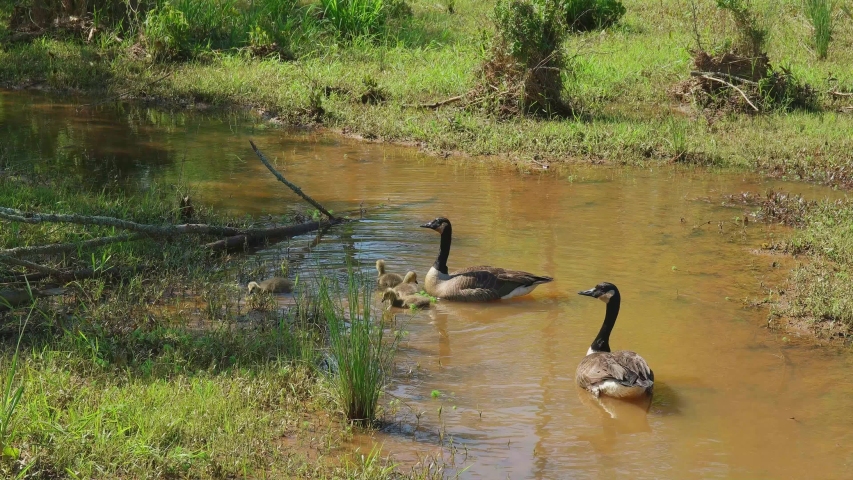 Canadian geese parents gathering their fuzzy goslings together to swim away in the water on a bright sunny day in springtime