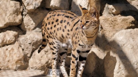 Closeup. In the zoo. Leptailurus serval. Serval is a wild cat native to Africa.
